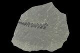 Pennsylvanian Fossil Fern (Neuropteris) Plate - Kentucky #137727-1